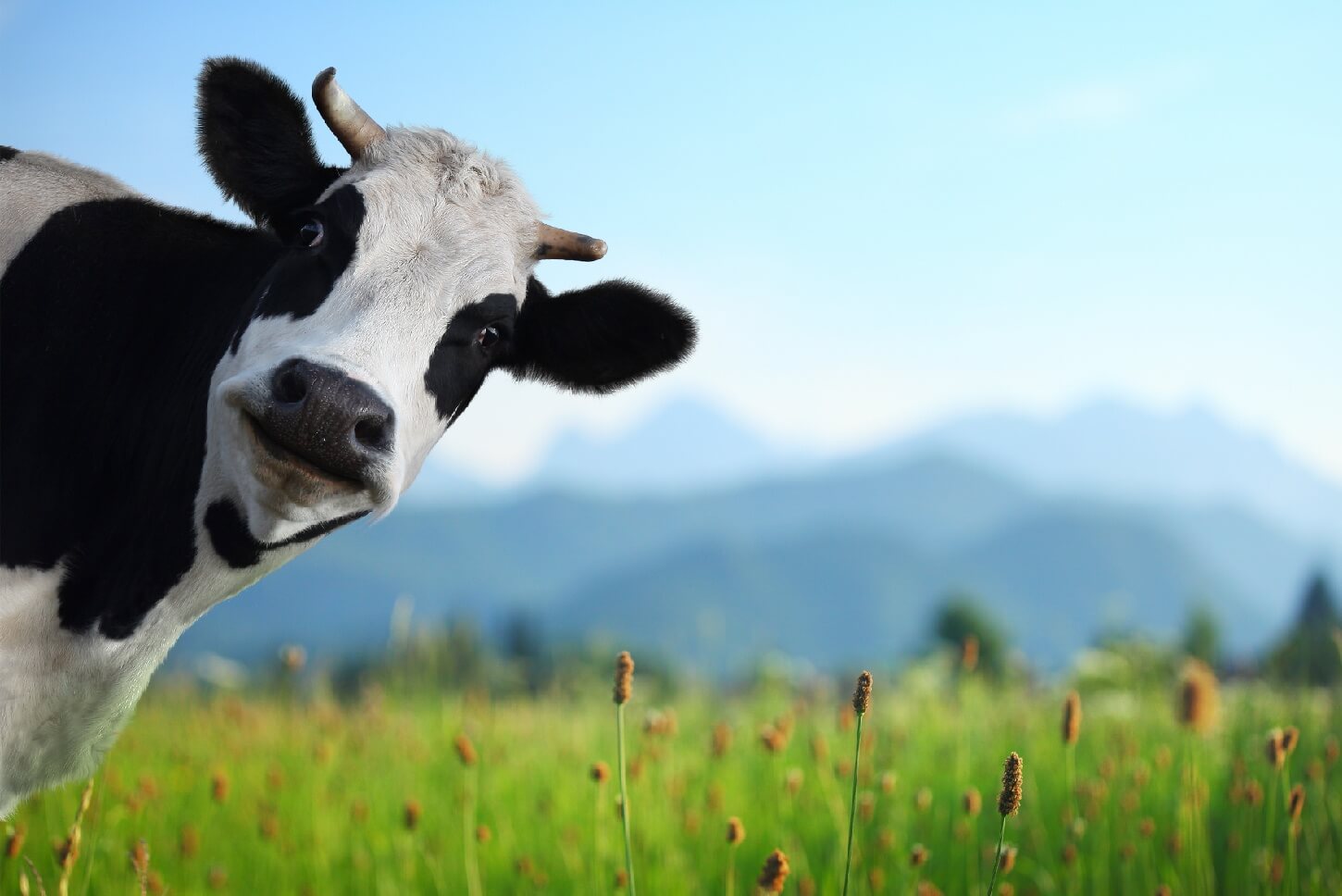 Is Your Protein Wheying You Down?